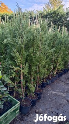 Oszlopos Leylandi Ciprus akció 
