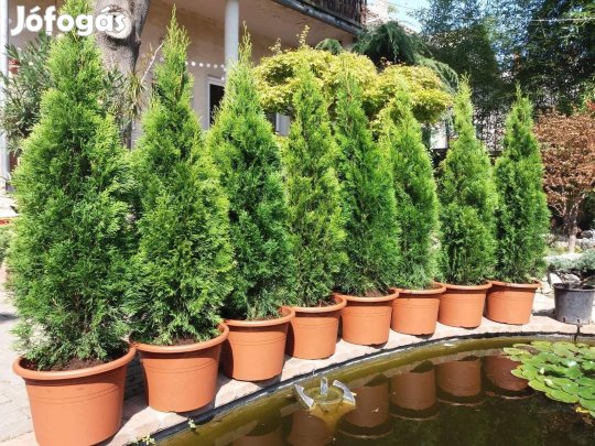 Oszlopos tuja, smaragdtuja