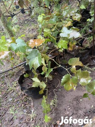 Otello ,saszla ,cserszegi fűszeres ,dugványok