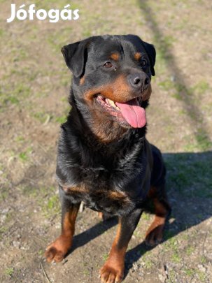 Otthon keres Báró !