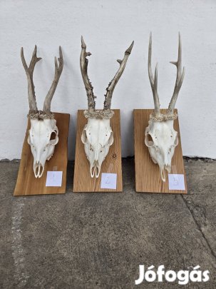 Őz trófea, trófeák eladók!