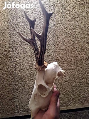 Őz trófeák eladók