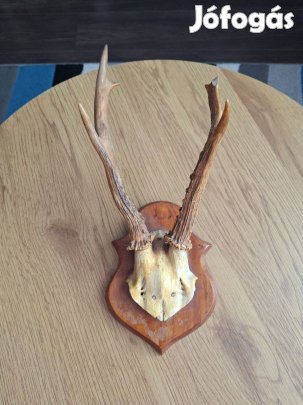 Őzbak agancs falidísz eladó fa alapon