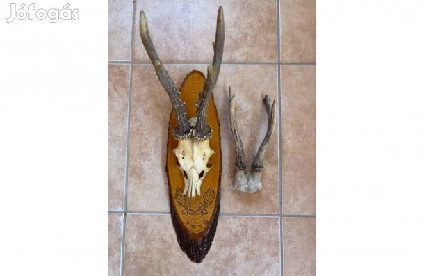 Őzbak trófea ( 2db együtt), dekoráció