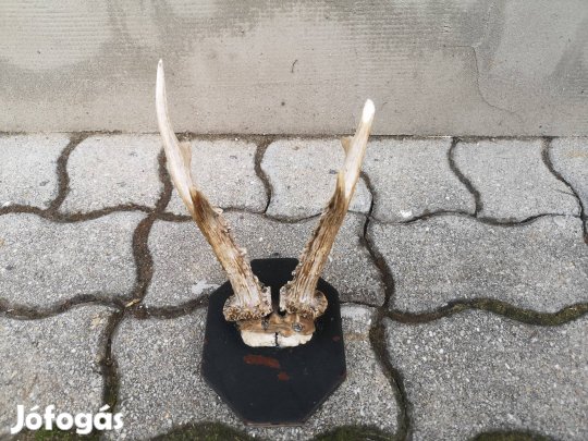 Őztrófea, trófea agancs (sérült)