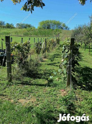 PACSAI HEGYI OTTHON  NYUGALOM, TERMÉSZET, LEHETŐSÉG