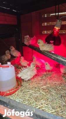 Páduai fodros hordozó csibék