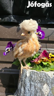 Páduai fodros hordozó csibék