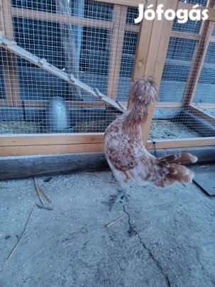 Páduai kakas eladó