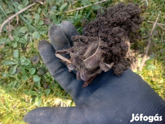 Páfrány gumó kis méretű ár/db