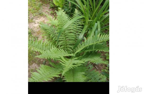 Páfrány gumó nagy méretű szabadgyökeresen