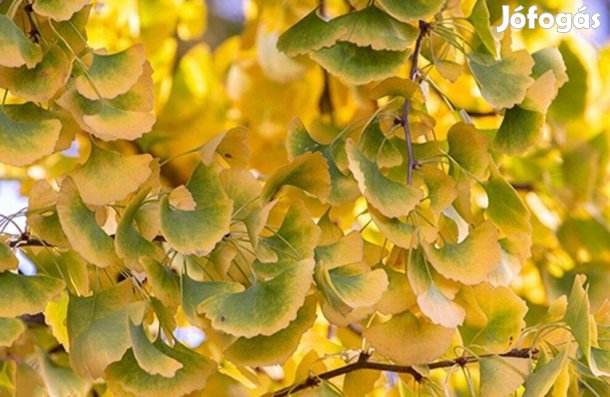 Páfrányfenyő Ginkgo Biloba