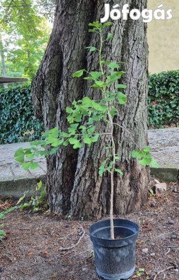 Páfrányfenyő (Ginkgo) csemeték eladók