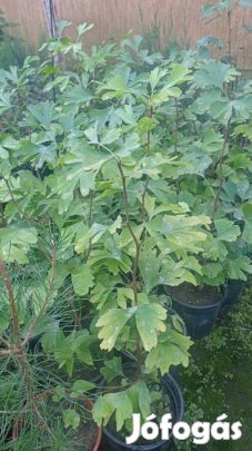 Páfrányfenyő kont.csemete eladó