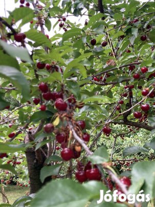 Pákozd eladó telek