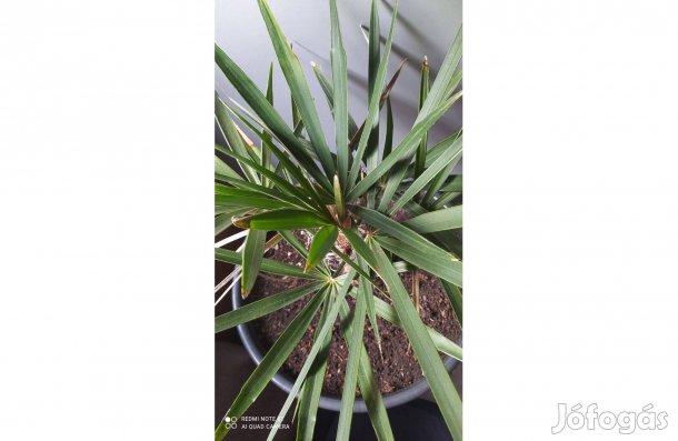 Pálma /coccothrinax borhidiana