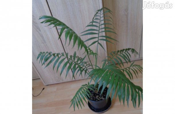 Pálma szobanövény