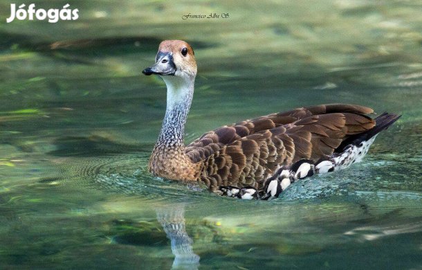 Pálmafütyülőlúd