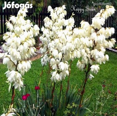 Pálmaliliom/Kerti yukka