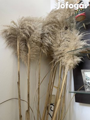Pampafű Száraz virág dekoráció kb 2 m Magas