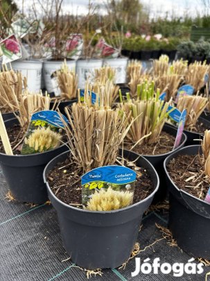 Pampafű cortaderia selloana