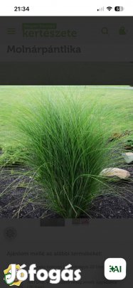 Pampafű eladó Hajdúhadhazon