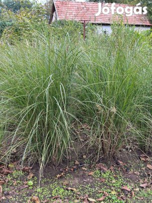 Pampafű eladó Nyíregyházán