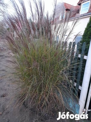 Pampafű nagy tövek.