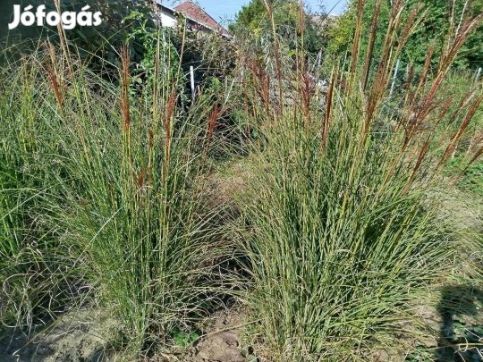 Pampafű nagy tövek.