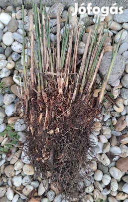 Pampafű szabadgyökerű