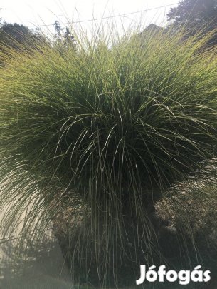 Pampafű tő eladó