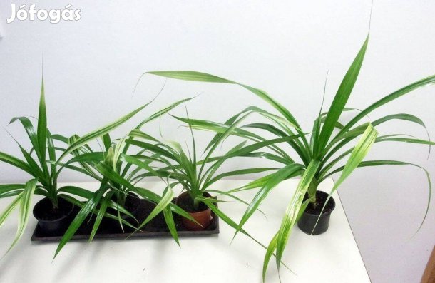 Pandanus Csavarpálma Csavar Pálma Újpest központ közelében