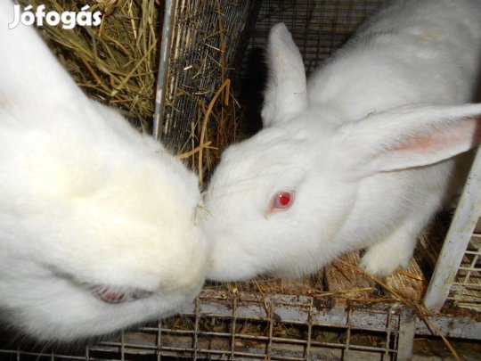 Pannon fehér XXL kész bakok, vemhes anyák. Tolnanémedi, Tolna vármegye