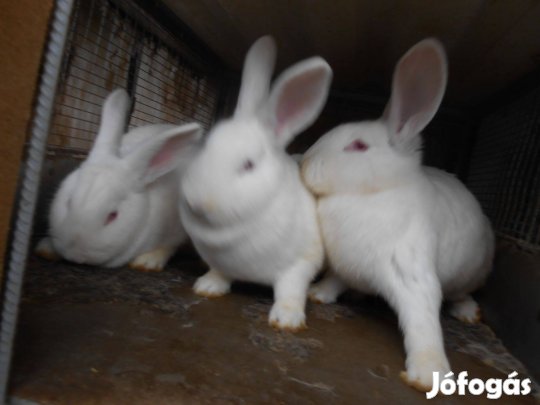 Pannon fehér anya nyúl!