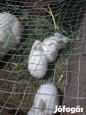 Pannon fehér kis nyulak 