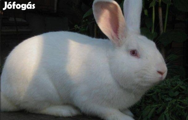 Pannon fehér nyúl