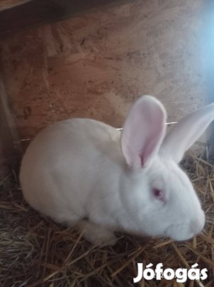 Pannon fehér nyúl