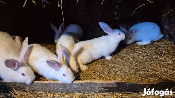 Pannon fehér nyúl