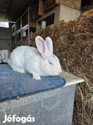 Pannon fehér nyúl