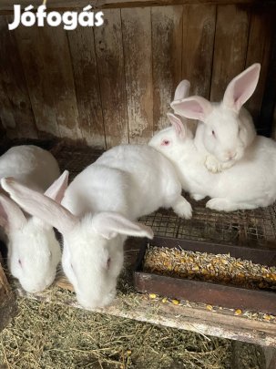 Pannon fehér nyúl