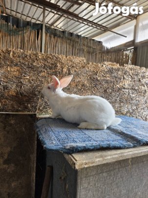 Pannon fehér nyúl