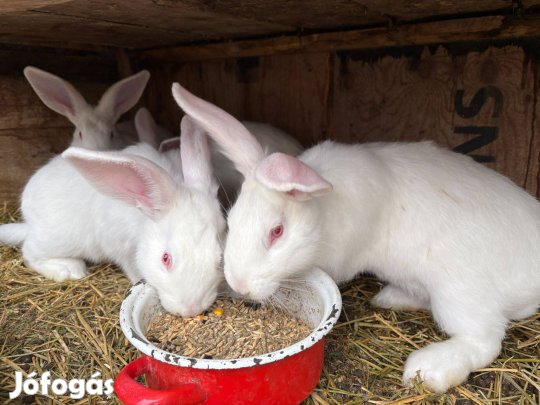 Pannon fehér nyúl eladó