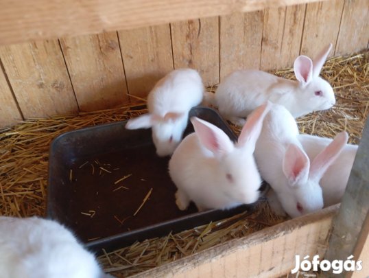 Pannon fehér nyúl eladó