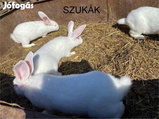 Pannon fehér nyulak