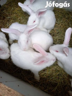 Pannon fehér nyúlak eladók