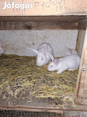 Pannon fehér nyulak eladók.