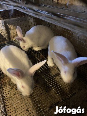 Pannon fehér nyulak eladók.