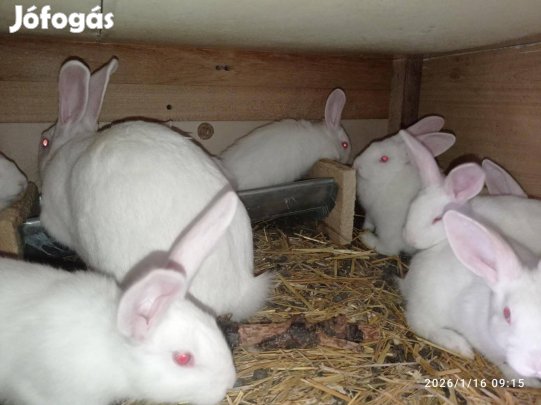Pannon fehér nyulak továbbtartásra is