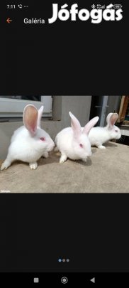 Pannon fehér nyulak vegyes ivarban eladóak. 