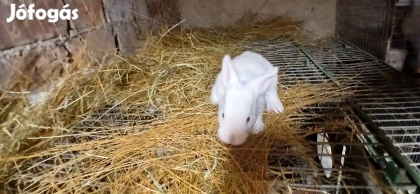 Pannon fehér nyuszik 